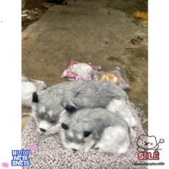Cún Xám Đôi Bố Con - Gấu Bông Dễ Thương Lọc Không Khí Ô Tô Bằng Than Hoạt Tính, Món Quà Tuyệt Vời Cho Trẻ Nhỏ