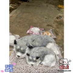 Cún Xám Đôi Bố Con - Gấu Bông Dễ Thương Lọc Không Khí Ô Tô Bằng Than Hoạt Tính, Món Quà Tuyệt Vời Cho Trẻ Nhỏ