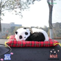 Bộ Đôi Thú Bông Cún Đôm Vàng Đen (Bố và Con) - Khử Mùi Hiệu Quả Với Than Hoạt Tính, Dễ Thương Cho Xe Ô Tô và Nhà Ở