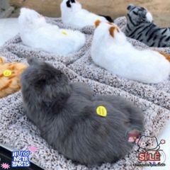Gấu Bông Khử Mùi Than Hoạt Tính Cho Thú Cưng - Giải Pháp Sạch Không Khí Cho Nhà, Xe Hơi & Quà Tặng Dễ Thương