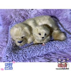 Thú Bông Chó Mèo Than Hoạt Tính - Trang Trí Ô Tô & Nhà Ở, Giữ Không Khí Trong Lành - Quà Tặng Dễ Thương Cho Trẻ Em & Yêu Thú Cưng