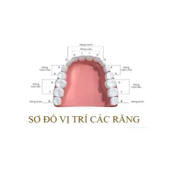Hộp 2 Mão Răng Thép Răng Sữa 3M ESPE Cho Bé - Bảo Vệ Răng Số 5 Hàm Dưới Trong Nha Khoa Chỉnh Hình