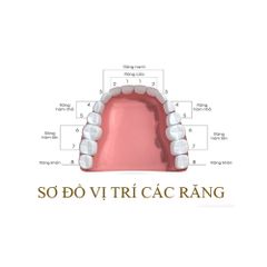 Hộp 2 Mão Răng Thép Răng Sữa 3M ESPE cho Trẻ - Chăm Sóc Răng Miệng Số 4 Hàm Trên, Bảo Vệ Răng Sữa Chắc Khỏe