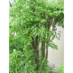 Thân cây Đinh Lăng khô - Nguyên liệu tự nhiên để nấu nước uống và ngâm rượu, tốt cho sức khỏe hàng ngày