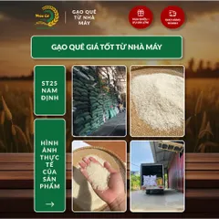 Gạo Phúc Cư | 60KG Gạo ST25 Nam Định Hảo Hạng (LOẠI CAO CẤP) Đặc Sản Hạt Dài Trắng Trong Cơm Ngon