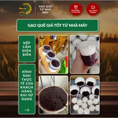 Gạo Phúc Cư | 60KG Gạo Nếp Cẩm Điện Biên Đặc Sản Dẻo Thơm Nấu Xôi Sữa Chua Thơm Ngon