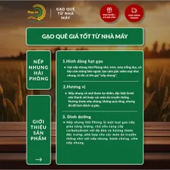 Gạo Phúc Cư | 40KG Gạo Nếp Nhung Hạt To (NẾP BẮC 4 THÁNG TUỔI) Nấu Xôi Không Bết Làm Bánh Dẻo Ngon