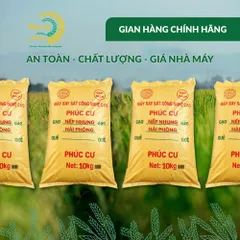Gạo Phúc Cư | 40KG Gạo Nếp Nhung Hạt To (NẾP BẮC 4 THÁNG TUỔI) Nấu Xôi Không Bết Làm Bánh Dẻo Ngon