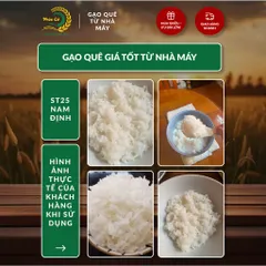 Gạo Phúc Cư | 10KG Gạo ST25 Nam Định Dẻo Vừa Cơm Mềm Thơm Ngon Giá Sỉ Nhà Máy