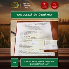 Gạo Phúc Cư | 5KG Gạo ST25 Nam Định Hảo Hạng (LOẠI CAO CẤP) Đặc Sản Hạt Dài Trắng Trong Cơm Ngon