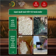 Gạo Phúc Cư | 50KG Gạo Nếp Cái Hoa Vàng (NẾP BẮC 3,5 THÁNG TUỔI) Dẻo Thơm Chuẩn Gạo Quê Nấu Xôi Làm Bánh
