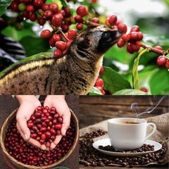 Cà phê CHỒN ban mê rang xay pha phin Gói Màu Đỏ Gu vừa vị thanh (500gr)