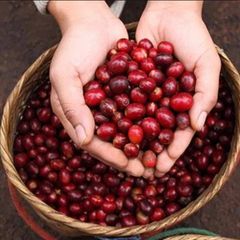 Cà phê CHỒN ban mê rang xay pha phin Gói Màu Đỏ Gu vừa vị thanh (500gr)