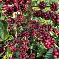 Cà phê Chồn Hương Moka, 500gr Thắng Coffee, Cà phê chồn gu mạnh vị đậm, cà phê xay pha phin chuẩn vị truyền thống