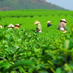 Chè Xanh Bảo Lộc Lâm Đồng, Trà Ô Long Hút Chân Không Túi 100gr, Thơm ngon hậu ngọt thanh