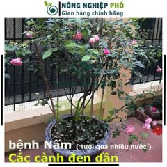 Thuốc Trừ Nấm Bệnh Thối Rễ Thán Thư Chết Nhanh Đốm Lá Cây Trồng, Hoa, Cây Kiểng Multiagro Ridomil Gold 68WP (Gói 100g)Th