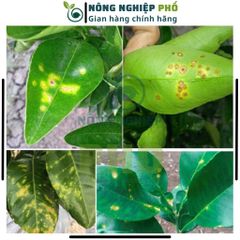 Thuốc Trừ Nấm Bệnh Thối Rễ Thán Thư Chết Nhanh Đốm Lá Cây Trồng, Hoa, Cây Kiểng Multiagro Ridomil Gold 68WP (Gói 100g)Th
