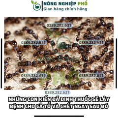 [SIÊU HIỆU QUẢ] TẶNG 5 COMBO 100 REGENT 800 (gói 1.6g) DATE MỚI NHẤT, Chế phẩm diệt côn trùng đa năng diệt sạch Kiến, Gián, Muỗi, Bọ Chét, Mạt Gà, Mối, Rầy, Rệp, Bọ Trĩ, Sâu Kháng