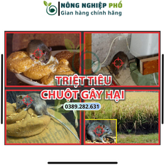 [XẢ KHO] COMBO 100 Nọ Chuột Nước Đỏ hàng nội địa Trung Quốc. Trừ sạch nhanh tất cả các loại chuột cam kết hiệu quả ngay sau 1 lần sử dụng