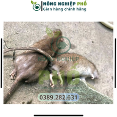 [XẢ KHO] COMBO 100 Nọ Chuột Nước Đỏ hàng nội địa Trung Quốc. Trừ sạch nhanh tất cả các loại chuột cam kết hiệu quả ngay sau 1 lần sử dụng