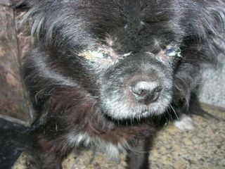 LT Bệnh care - Ca rê ở chó  - sài sốt - Canine Distemper Virus (CDV)