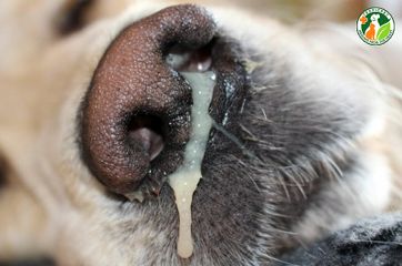 LT Bệnh care - Ca rê ở chó  - sài sốt - Canine Distemper Virus (CDV)