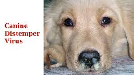 LT Bệnh care - Ca rê ở chó  - sài sốt - Canine Distemper Virus (CDV)