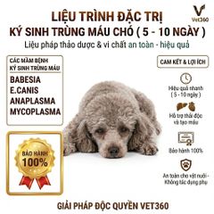 Giải pháp Ký Sinh Trùng Máu cho Chó - Tự Nhiên - An Toàn - Bao Khỏi