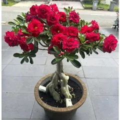 Hạt giống hoa sứ Thái Lan Thiên Vương màu đỏ thẫm nhụy vàng – Bịch 10 hạt – Mã số 2112