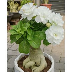 Hạt giống hoa sứ Sa mạc màu trắng tuyết cánh to – Bịch 10 hạt – Mã số 2110