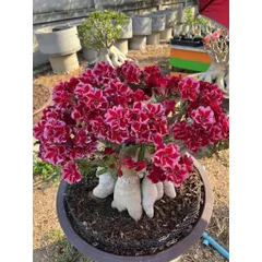 Hạt giống hoa sứ Thái Lan Thiên Vương màu đỏ viền hồng - Bịch 10 hạt - Mã số 2067