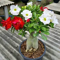 Hạt giống hoa sứ Thái Lan 2 màu trắng và đỏ - Bịch 10 hạt - Mã số 2064