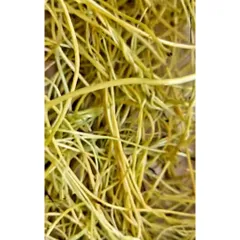 Dây tơ hồng tươi 500gr. khách đặt mới hái.