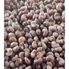 Hạt Điều Tươi (Đào Lộn Hột) Dùng để nướng- Món Ăn tuổi thơ.