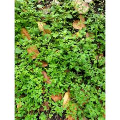 Cỏ Mần Ri Tươi 1kg ( mần Ri hoa tím). Có đơn mới đi hái