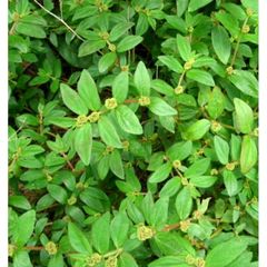 Cỏ sữa lá lớn 1kg.(làm dược liệu )Khách đặt mới hái.