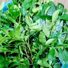 Lá Mắc Mật Tươi 1kg. Khách đặt mới hái