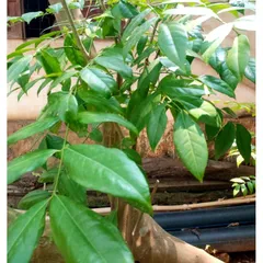 Lá Mắc Mật Tươi 1kg. Khách đặt mới hái