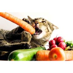 Hạt Cho Mèo WinCat - Thức Ăn Cho Mèo Bầu - Hạt Dinh Dưỡng Cho Mèo Đang Mang Thai Nuôi Con Túi 800g