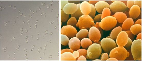 (Nhập khẩu) Nước Hoa Hồng Lên Men The Ordinary Saccharomyces Ferment