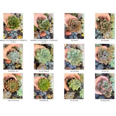 Combo 3 Sen Đá Bầu size 6-8cm (giao Ngẫu nhiên)