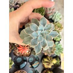 Combo 3 Sen Đá Bầu size 6-8cm (giao Ngẫu nhiên)