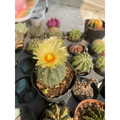 Xương Rồng kiểng 6-8cm có hoa và chưa hoa