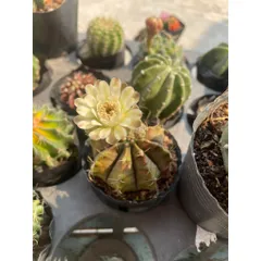 Xương Rồng kiểng 6-8cm có hoa và chưa hoa