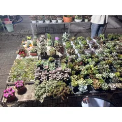 Xương Rồng kiểng 6-8cm có hoa và chưa hoa