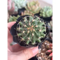 Xương Rồng kiểng 6-8cm có hoa và chưa hoa