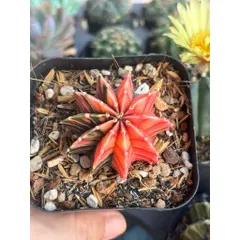 Xương Rồng LB Lem Thái Lan 3-5cm - Giao Màu Lem Ngẫu Nhiên