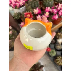 Chậu sen đá hình mèo size 8cm