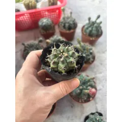 Xương rồng Thần Long size 6cm nụ hoa