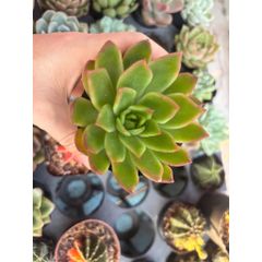 [Bán Sỉ] 01 Cây Sen đá 6-8cm đủ mẫu, đủ màu